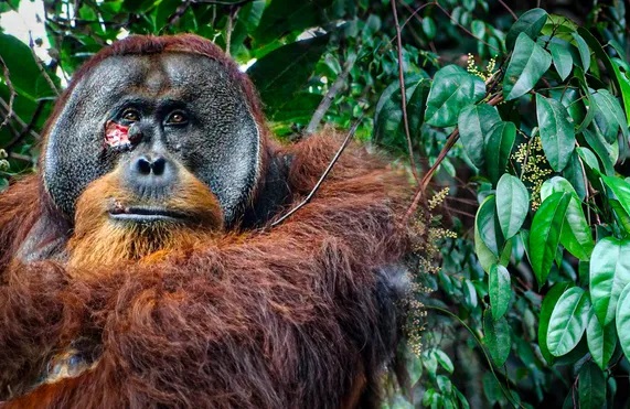 Rakus: Un orangután pionero en el autocuidado con plantas medicinales