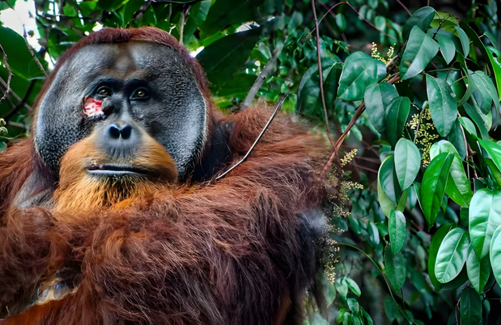 Rakus: Un orangután pionero en el autocuidado con plantas medicinales